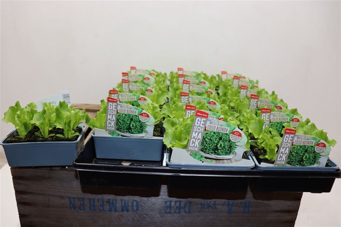 <h4>Slaplanten Lollo Bionda Salat</h4>