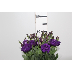 L. BALBOA PURPLE 070 CM MIN 500 GRAMAS ROXO