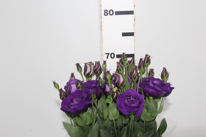 <h4>L. BALBOA PURPLE 070 CM MIN 500 GRAMAS ROXO</h4>