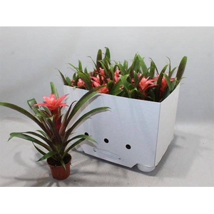 Guzmania Libby 9Ø 30cm