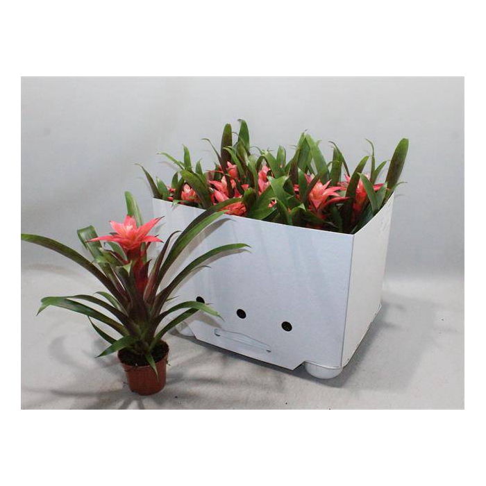 <h4>Guzmania Libby 9Ø 30cm</h4>