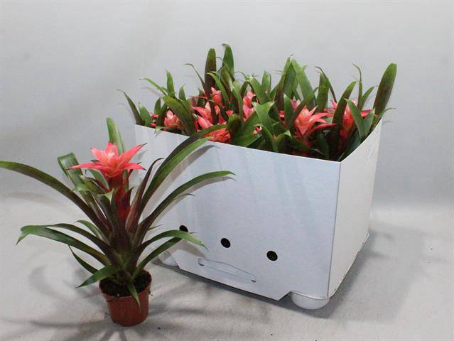 Guzmania Libby 9Ø 30cm