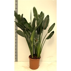 Strelitzia reginae 30cm pot