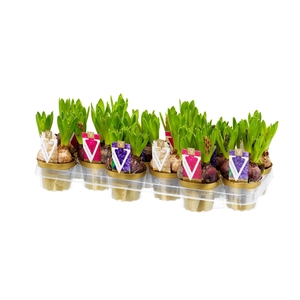 Hyacint mix 10cm