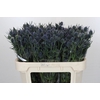 Eryngium Blue Dynamite