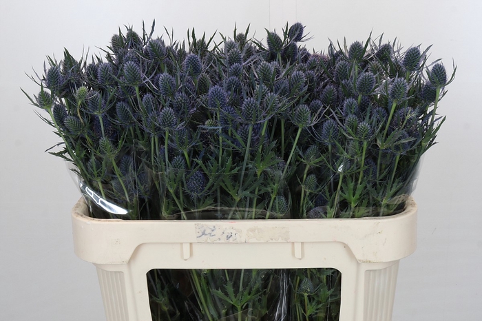 Eryngium Blue Dynamite