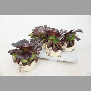 AEONIUM AB VELOURS
