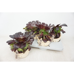 AEONIUM AB VELOURS