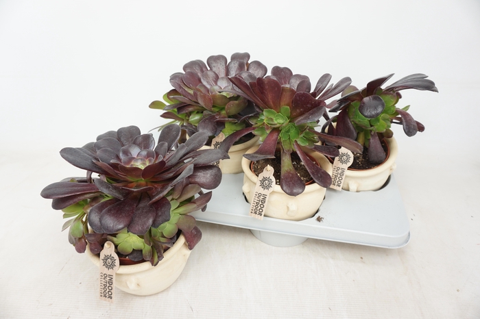 <h4>AEONIUM AB VELOURS</h4>