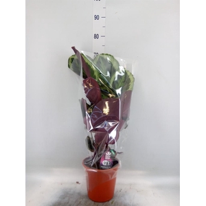 Calathea   ...mix