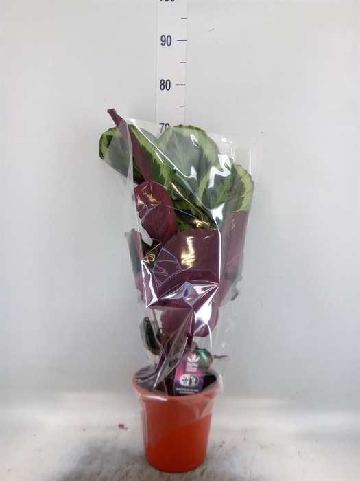<h4>Calathea   ...mix</h4>