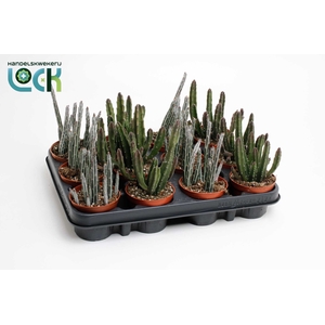 CACTUS OV
