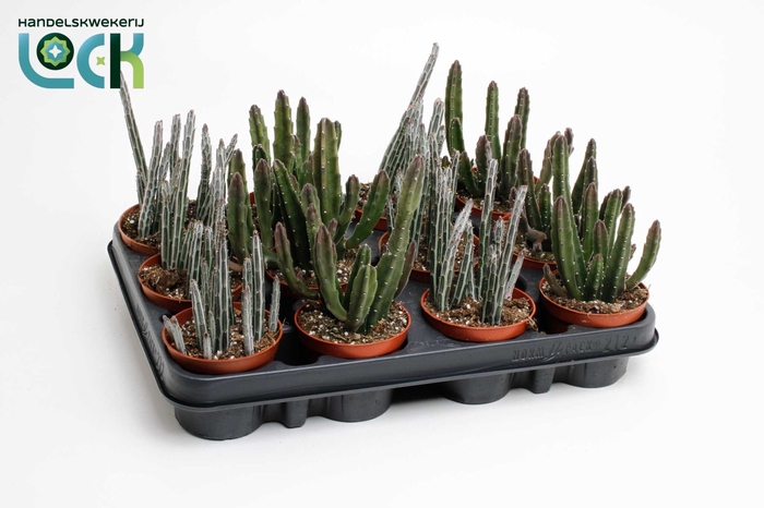 <h4>CACTUS OV</h4>