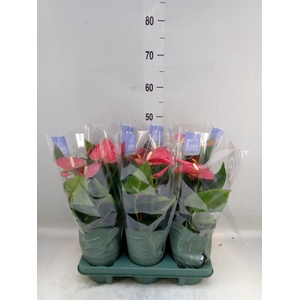 Anthurium andr. 'Karma Red'