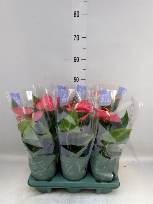 <h4>Anthurium andr. 'Karma Red'</h4>