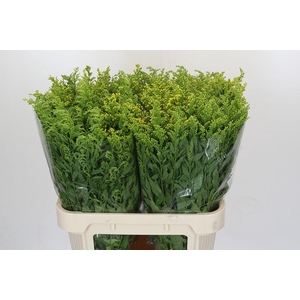 Solidago Golden Glory