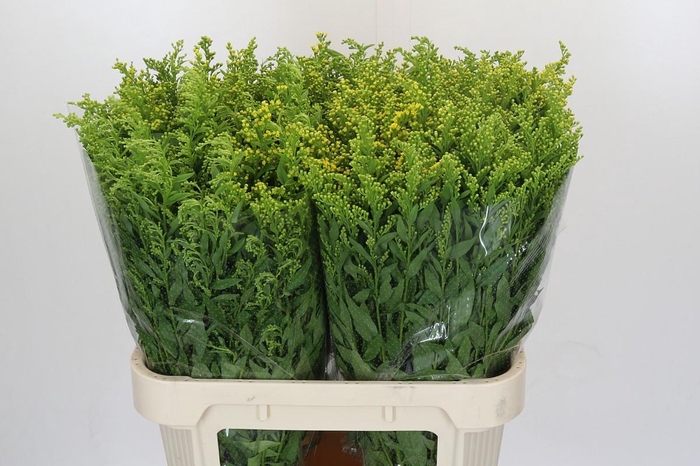 <h4>Solidago Golden Glory</h4>