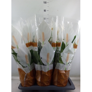 Spathiphyllum  'Sweet Chico'