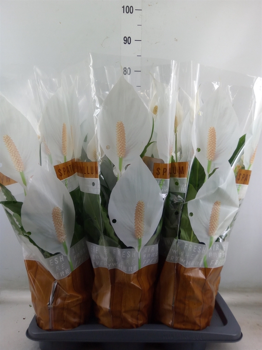 <h4>Spathiphyllum  'Sweet Chico'</h4>
