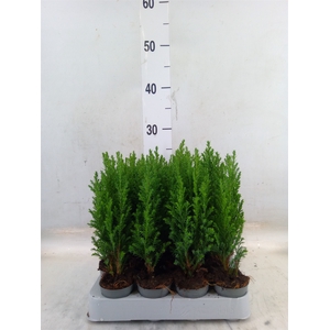 Chamaecyparis laws. 'Ellwoodii'