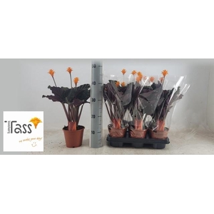 CALAT CROCATA