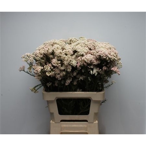 Riceflower Light Pink
