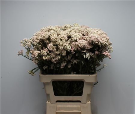 <h4>Riceflower Light Pink</h4>