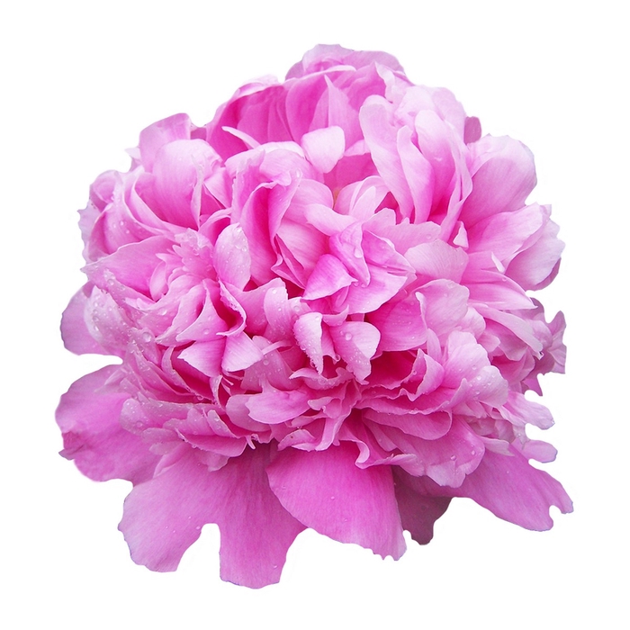 <h4>Paeonia Monsieur Jules Elie</h4>