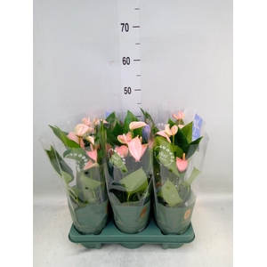 Anthurium andr. 'Joli Peach'