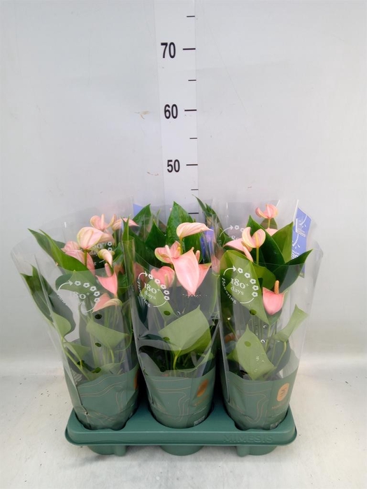 <h4>Anthurium andr. 'Joli Peach'</h4>