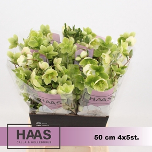 HELLEB MAGNIF BELLS 4 x 5 st.