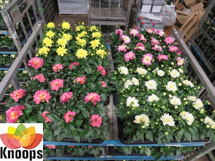 <h4>DAHLIA MIXK 4 KL</h4>