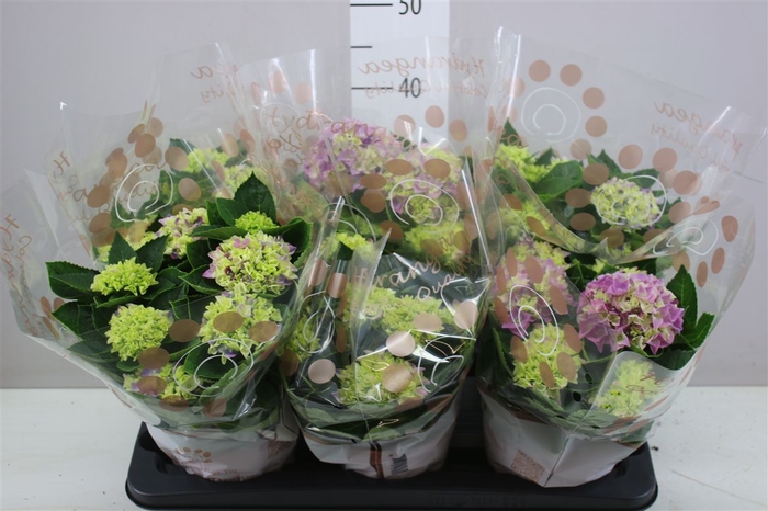 <h4>Hydrangea Hi Meadow Purple Blue 7-8</h4>
