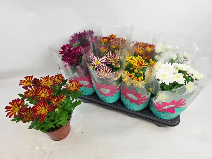 <h4>CHRYS GEM 5 KL</h4>