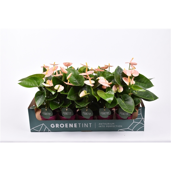 <h4>Anthurium (Andreanum Grp) Spirit</h4>