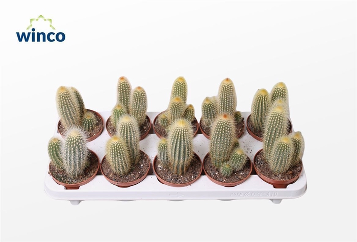Cactus Ov