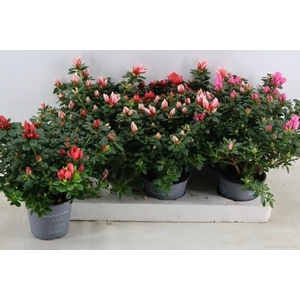 RHODO SI GEM