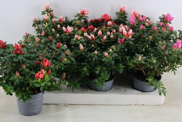 <h4>RHODO SI GEM</h4>