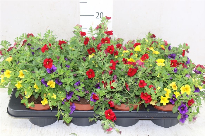 <h4>Calibrachoa "tropicana" Tricolor Blue/red/yellow</h4>