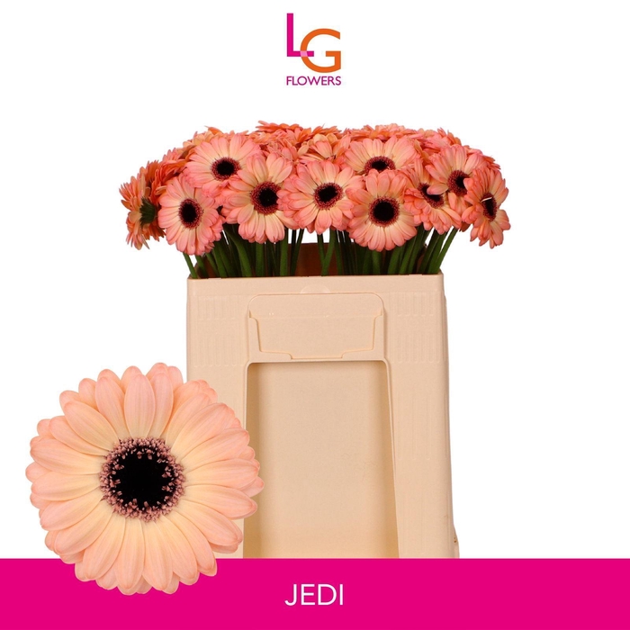 <h4>GERMINI JEDI</h4>