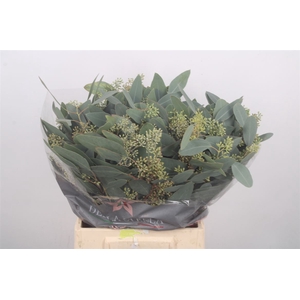 Euc Populus Berry Per Bunch 150 Gram Extra