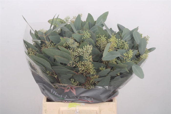 <h4>Euc Populus Berry Per Bunch 150 Gram Extra</h4>