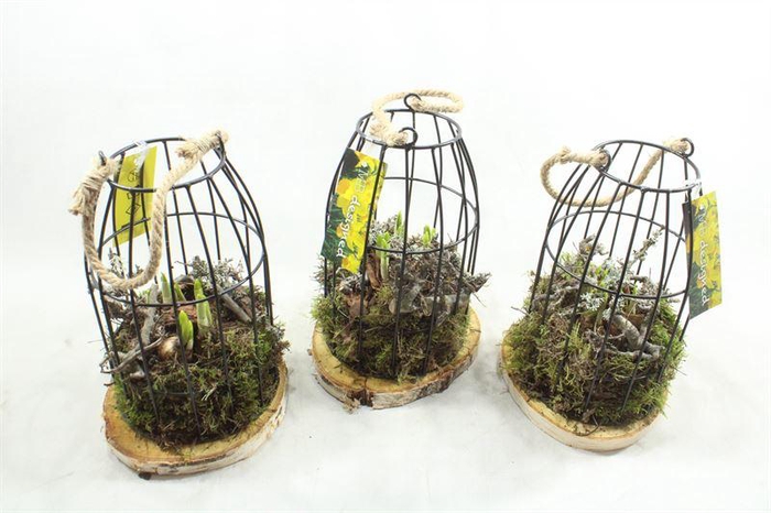 <h4>G26 X6 VOGELKOOI</h4>