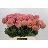 Dahlia Santa Lucia
