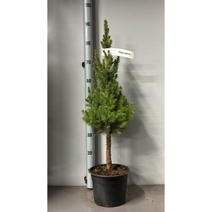 PICEA GL CONICA