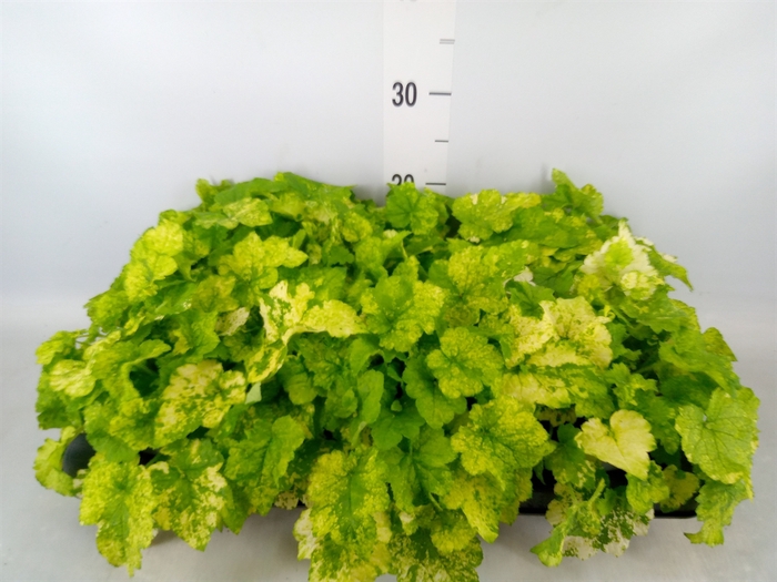 <h4>Tolmiea menziesii   ...variegated</h4>