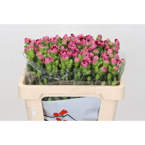 Dianthus Sp Barbados