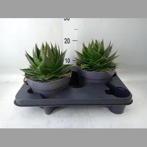 Aloe aristata 'Cosmo'