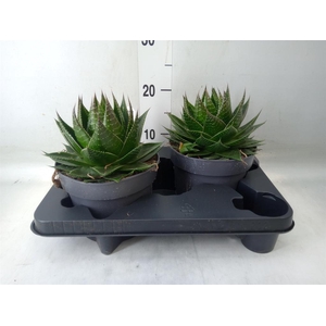 Aloe aristata 'Cosmo'