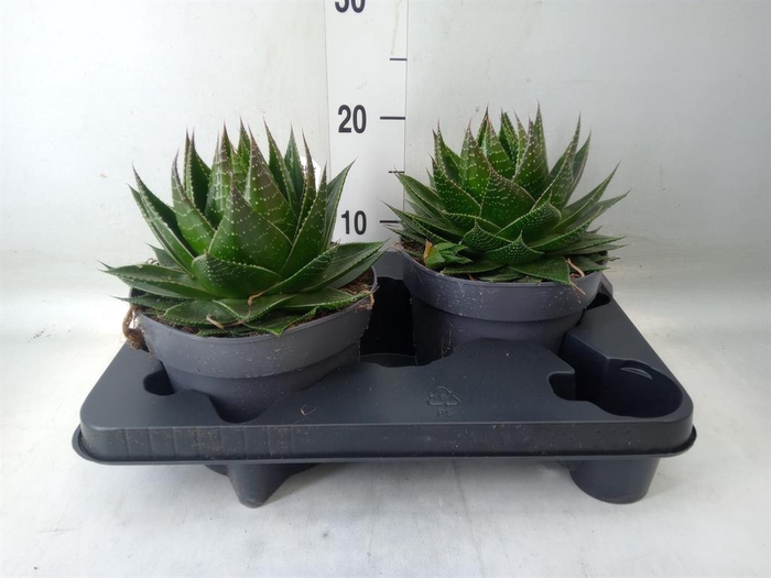 <h4>Aloe aristata 'Cosmo'</h4>
